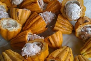 Princeville: Guidet tur til botanisk have og chokolade