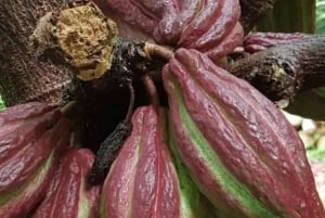 Princeville: Guidet tur til botanisk have og chokolade