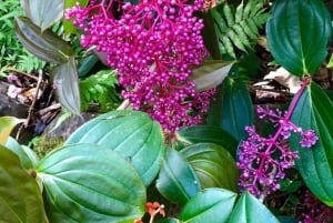 Princeville: Guidet tur til botanisk have og chokolade