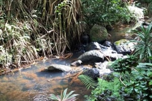 Princeville: Guidet tur til botanisk have og chokolade