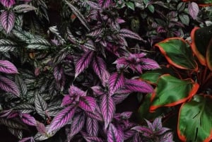 Princeville: Guidet tur til botanisk have og chokolade