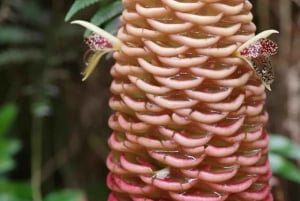 Princeville: Guidet tur til botanisk have og chokolade