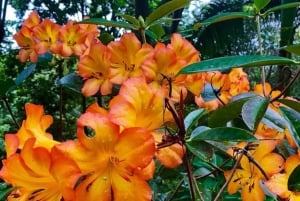 Princeville: Guidet tur til botanisk have og chokolade