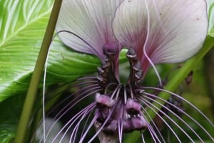 Princeville: Guidet tur til botanisk have og chokolade