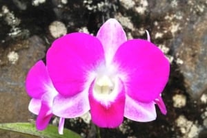 Princeville: Guidet tur til botanisk have og chokolade