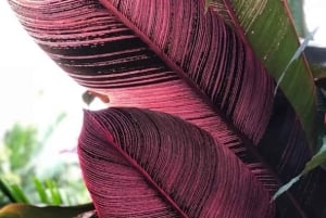 Princeville: Guidet tur til botanisk have og chokolade