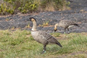 Cruzeiro especial privado em Hilo - Cachoeiras e vulcões