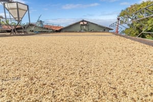 Excursion privée à terre au Kona Coffee & National Historic Park