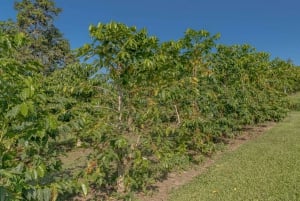 Excursion privée à terre au Kona Coffee & National Historic Park