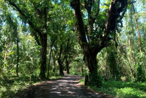 Private Hike To Secret Jungle Tide Pool, Short Distance