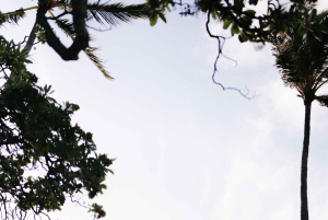 Privé-vakantiefotoshoot met fotograaf in Honolulu