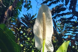 Visite privée des cascades, de la forêt tropicale et du chocolat artisanal