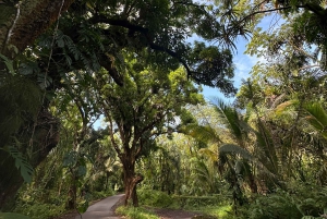 Secret Tide Pool Hike - Jungle & Coast - Private