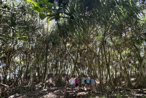 Secret Tide Pool Hike - Jungle & Coast - Private