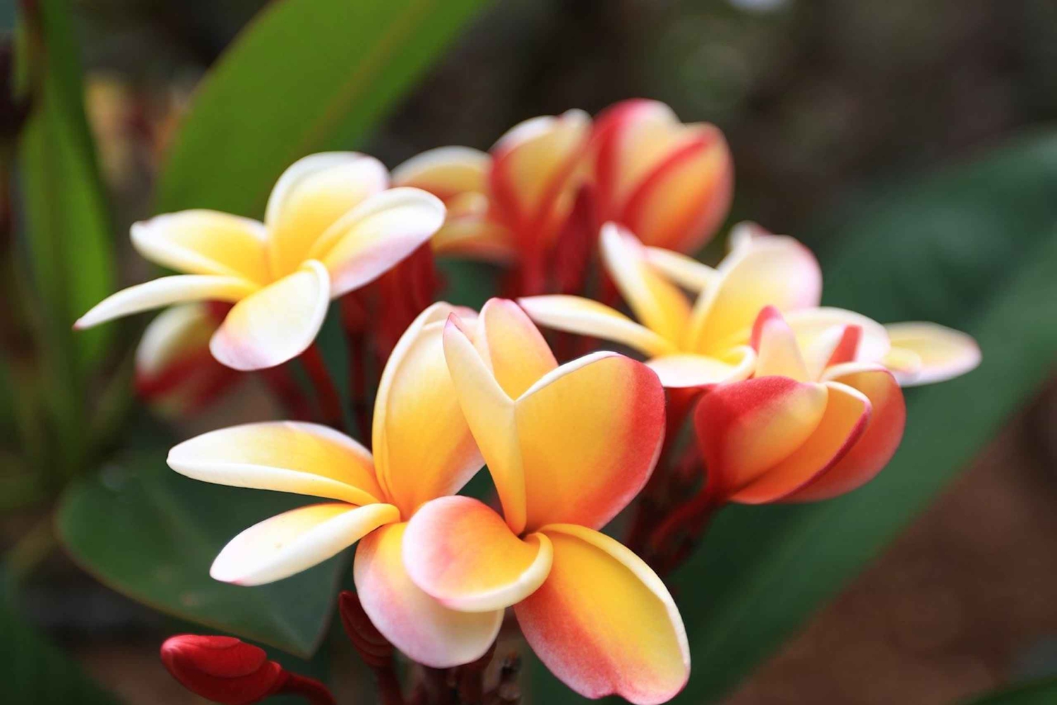 Tour per piccoli gruppi delle viste panoramiche di Honolulu con tramonto