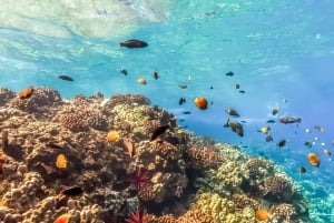 Süd-Maui: Umweltfreundliche Molokini- und Schildkrötenstadt-Tour