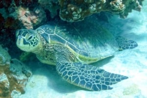 South Maui: Eco Friendly Molokini and Turtle Town Tour