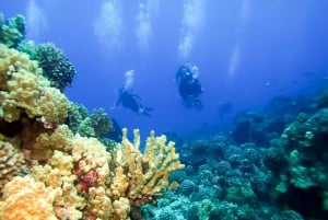 Południowe Maui: ekologiczna wycieczka po Molokini i Turtle Town