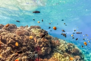 South Maui: Eco Friendly Molokini and Turtle Town Tour