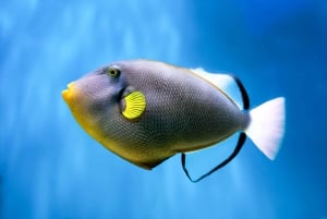 South Maui: Eco Friendly Molokini and Turtle Town Tour