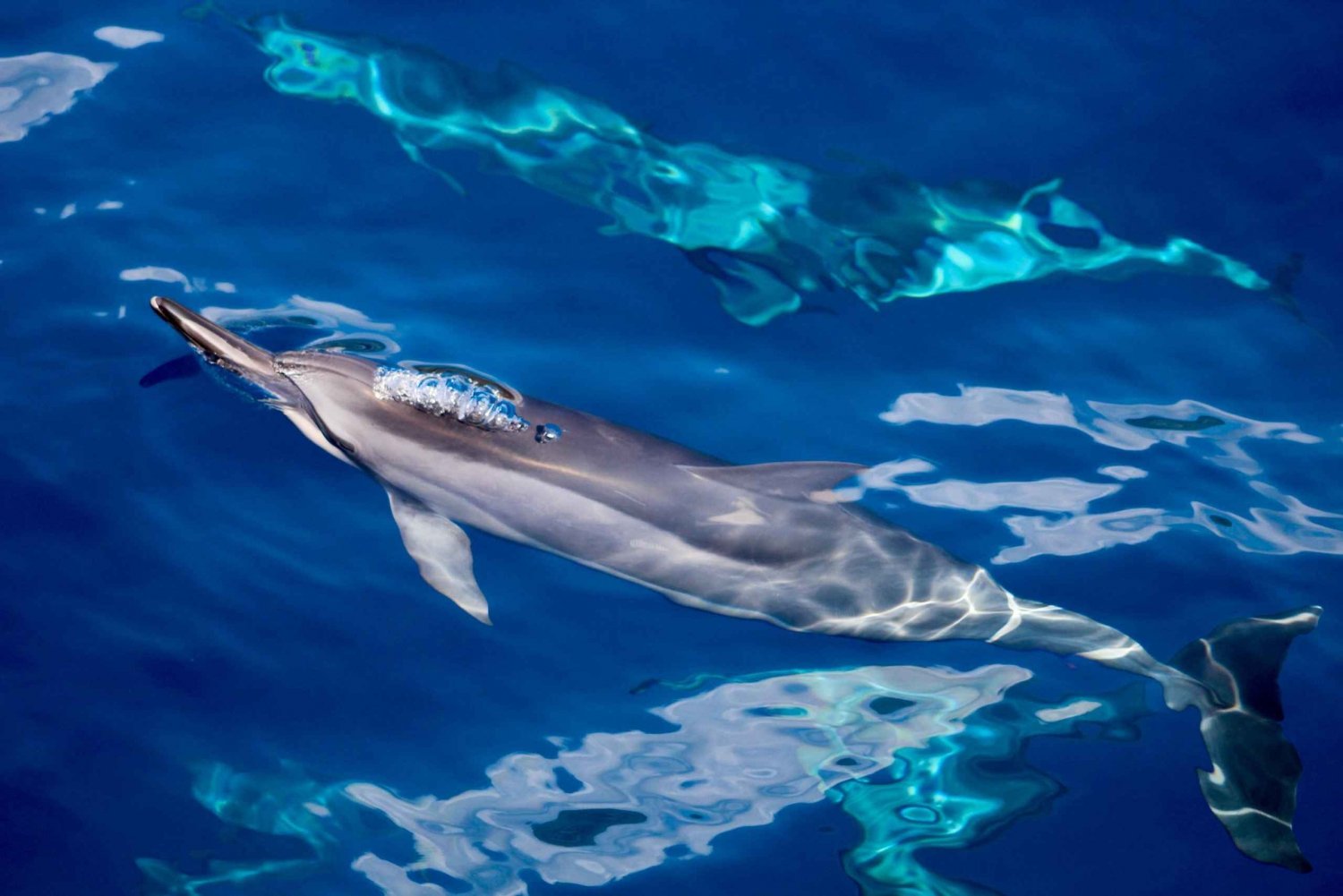 Södra Maui: Snorkling och delfinsafari på Lanai från Maalaea