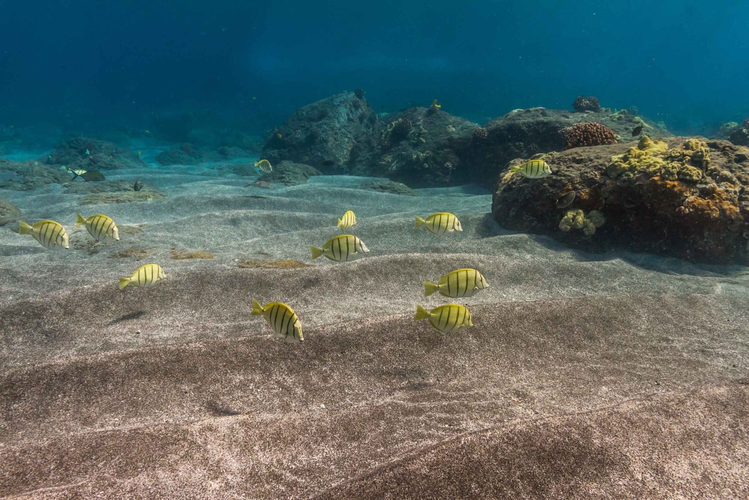 South Maui: Lanai Snorkel & Dolphin Watch from Maalaea