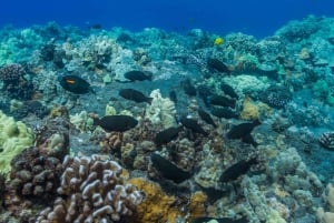 Sul de Maui: mergulho com snorkel em Lanai e observação de golfinhos de Maalaea
