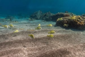 Södra Maui: Snorkling och delfinsafari på Lanai från Maalaea