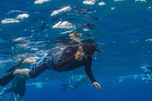 South Maui: Lanai Snorkel & Dolphin Watch from Maalaea