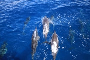 South Maui: Lanai Snorkel & Dolphin Watch from Maalaea