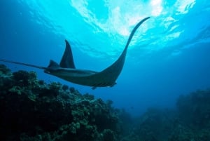 South Maui: Lanai Snorkel & Dolphin Watch from Maalaea