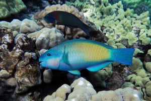 South Maui: Lanai Snorkel & Dolphin Watch from Maalaea