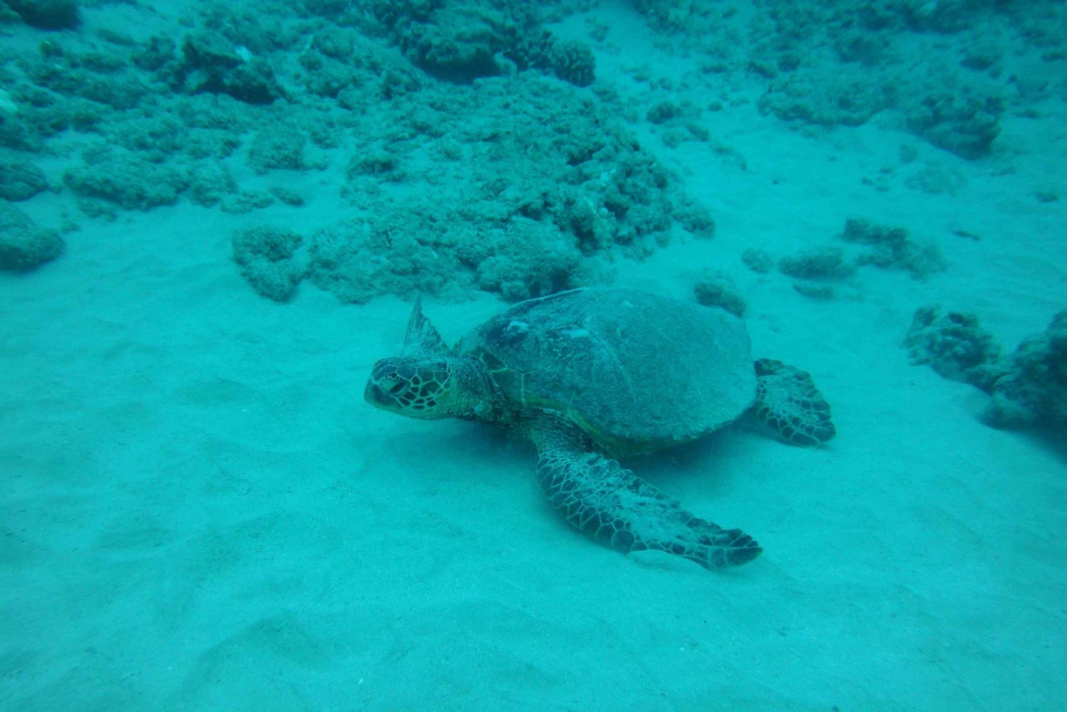 Sud de Maui : Croisière guidée de luxe avec tuba à Maalaea