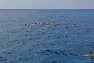 Sud de Maui : Croisière guidée de luxe avec tuba à Maalaea