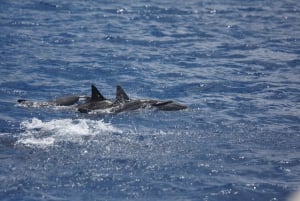 South Maui: Maalaea Guided Motorboat Tour with Snorkeling