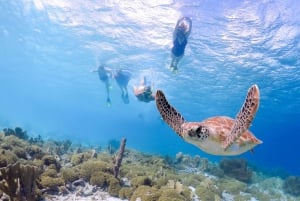 Zuid Maui: Snorkelen bij Molokini en Turtle Town met maaltijden