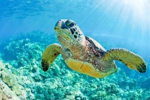 Södra Maui: Snorkling vid Molokini och Turtle Town med måltider