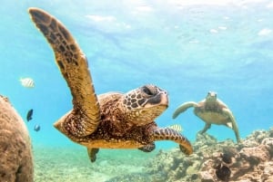 Det sydlige Maui: Snorkel ved Molokini og Turtle Town med måltider
