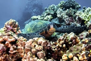 Sør-Maui: Snorkling ved Molokini og Turtle Town med måltider