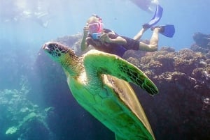 Det sydlige Maui: Snorkel ved Molokini og Turtle Town med måltider