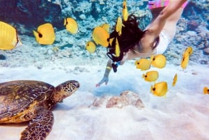 Sul de Maui: Aventura de mergulho com snorkel em Molokini