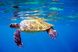Etelä-Maui: Molokini Wild Eco Adventure Maalaean satamasta käsin