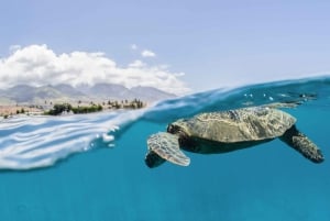 Sør-Maui: PM Snorkel til Coral Gardens eller Molokini-krateret