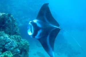 Południowe Maui: Premium Turtle Town Kayak and Snorkel Tour