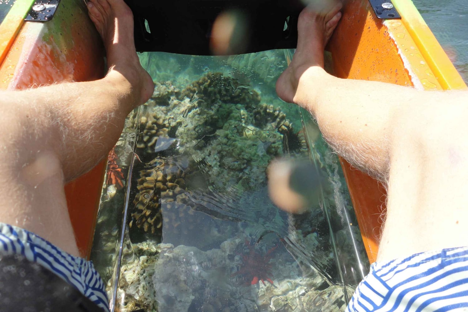 South Maui: Self Guided Clear Bottom Kayak Tour