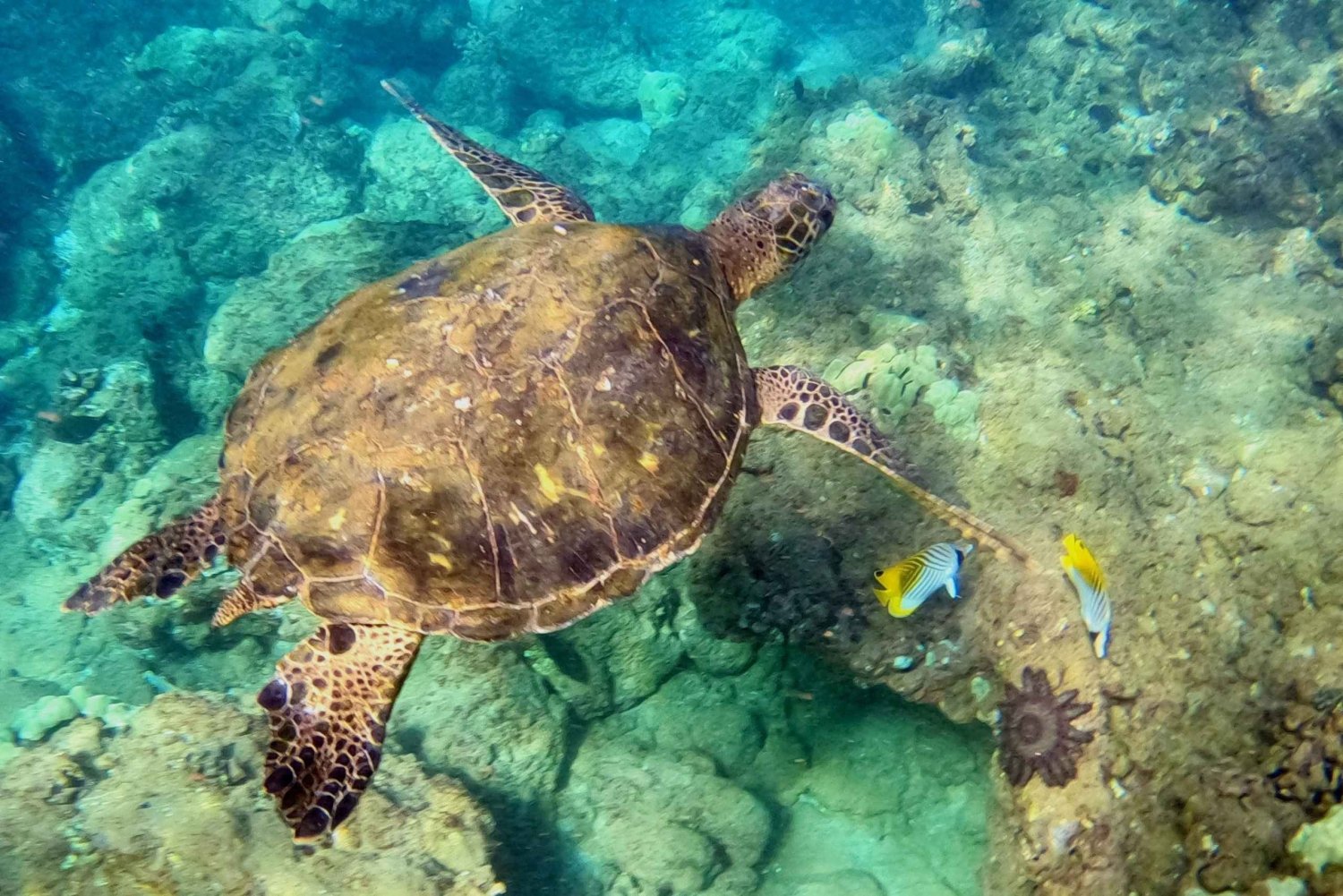 Etelä-Maui: Maui: Snorklauskierros ei-uimareille Wailea Beachilla: Snorklauskierros ei-uimareille Wailea Beachilla