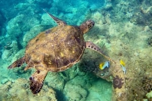 Wailea Beach: Snorkeling Tour for Non-Swimmers & Beginners