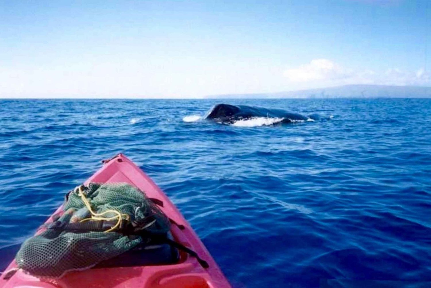 Sud de Maui : Excursion en kayak et plongée en apnée pour observer les baleines à Kihei