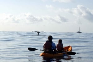 Södra Maui: Kajak- och snorkeltur med valskådning i Kihei
