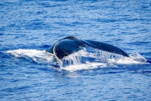Sur de Maui: Observación de ballenas en kayak y excursión de snorkel en Kihei